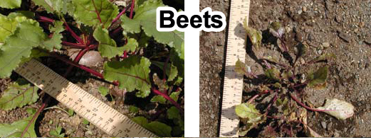 Grow bigger beets with Grassoline Organic Fish Fertilizer