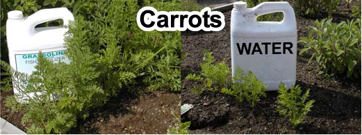 Grow bigger carrots with Grassoline Organic Fish Fertilizer