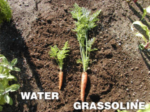 Grow healthier Carrots with Grassoline Organic Fish Fertilizer