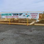 Grassoline comparison grow test